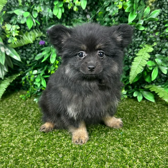 Female Pomeranian puppy named Aspen for sale at Puppy Dreams - Parks Mall.