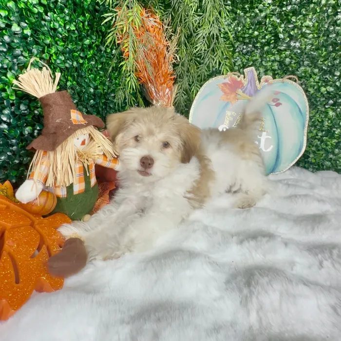 Male Havanese puppy named Biscoff for sale at Puppy Dreams - Denton.
