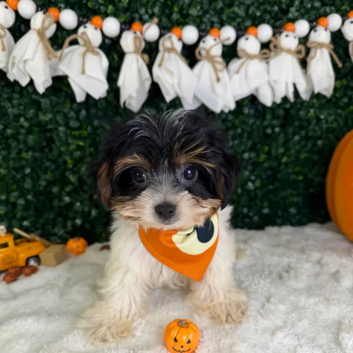 Male Yorkie puppy named Gus for sale at Puppy Dreams - Garland.