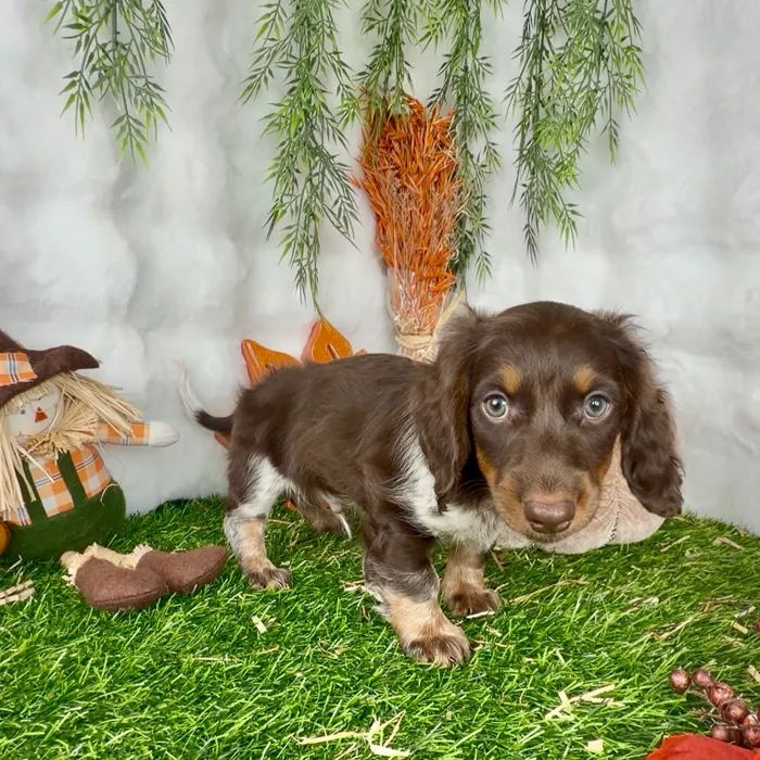 Male Dachshund puppy named Phineas for sale at Puppy Dreams - Denton.