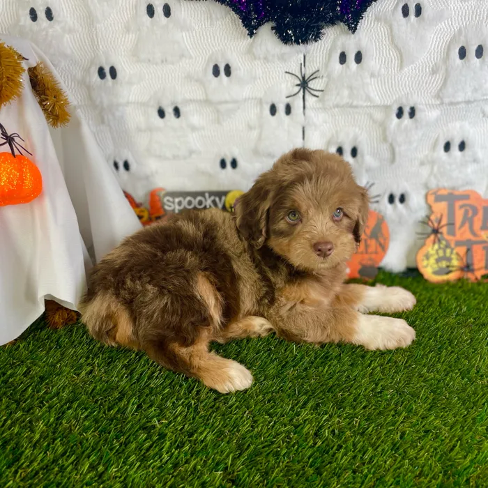 Male Mini Aussie Poo puppy named Gunner for sale at Puppy Dreams - Carrollton.