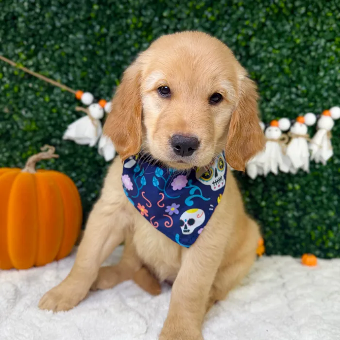 Female Golden Retriever puppy named Mochi for sale at Puppy Dreams - Garland.