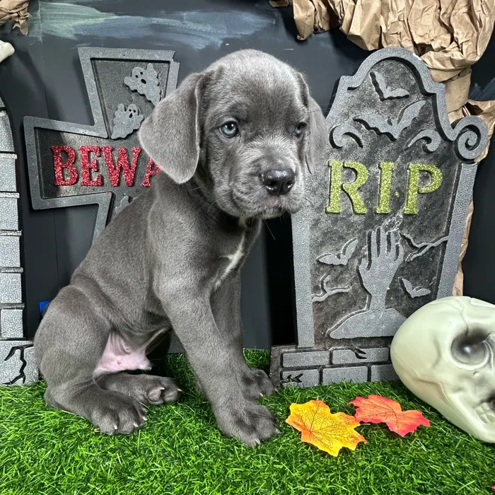Male Cane Corso puppy named Ghostface for sale at Puppy Dreams - Mansfield.
