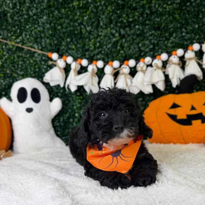 Male Poodle Toy puppy named Bonbon for sale at Puppy Dreams - Garland.