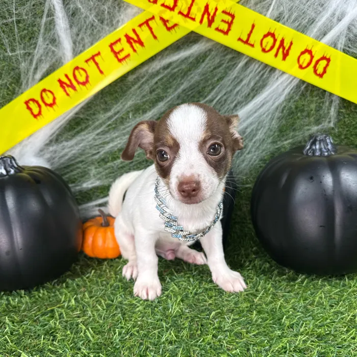 Male Chihuahua puppy named Gravy for sale at Puppy Dreams - Arlington.