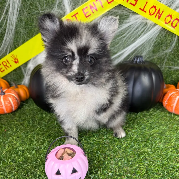 Male Pomchi puppy named Frankie for sale at Puppy Dreams - Arlington.