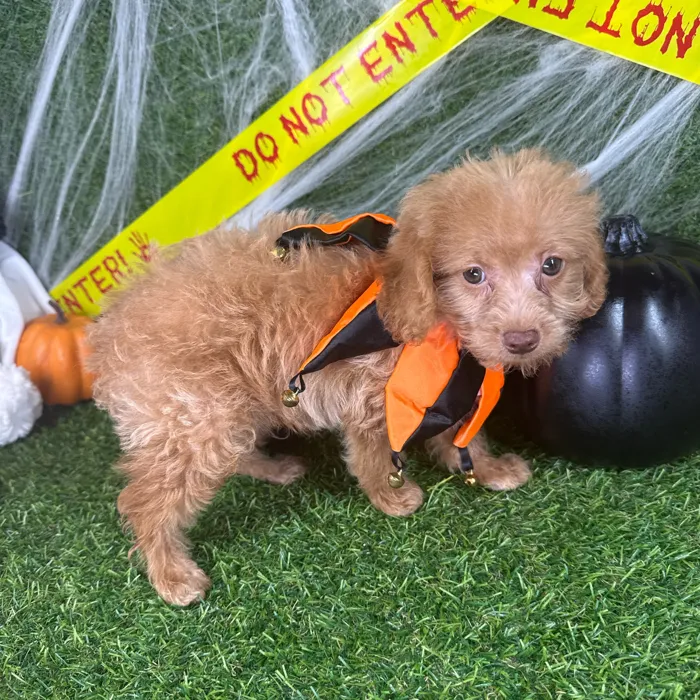 Male Mini Goldendoodle puppy named Jasper for sale at Puppy Dreams - Arlington.