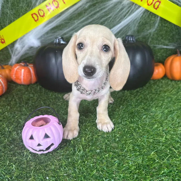 Female Dachshund puppy named Misty for sale at Puppy Dreams - Arlington.