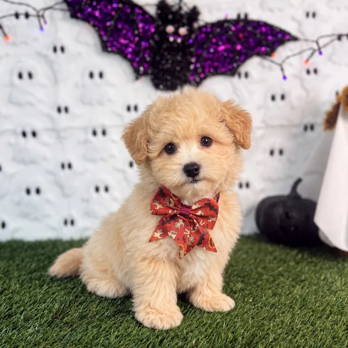 Male Bichon-Poodle puppy named Butters for sale at Puppy Dreams - Carrollton.