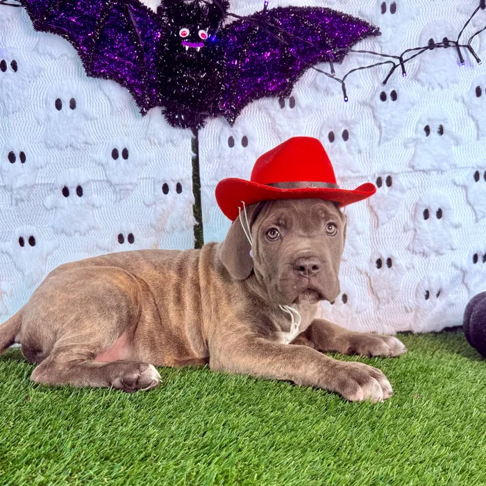 Male Cane Corso puppy named Slate for sale at Puppy Dreams - Carrollton.