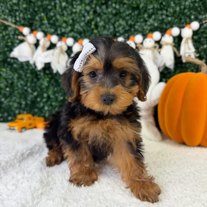 Female Yorkie-Poo puppy named Dolly for sale at Puppy Dreams - Garland.