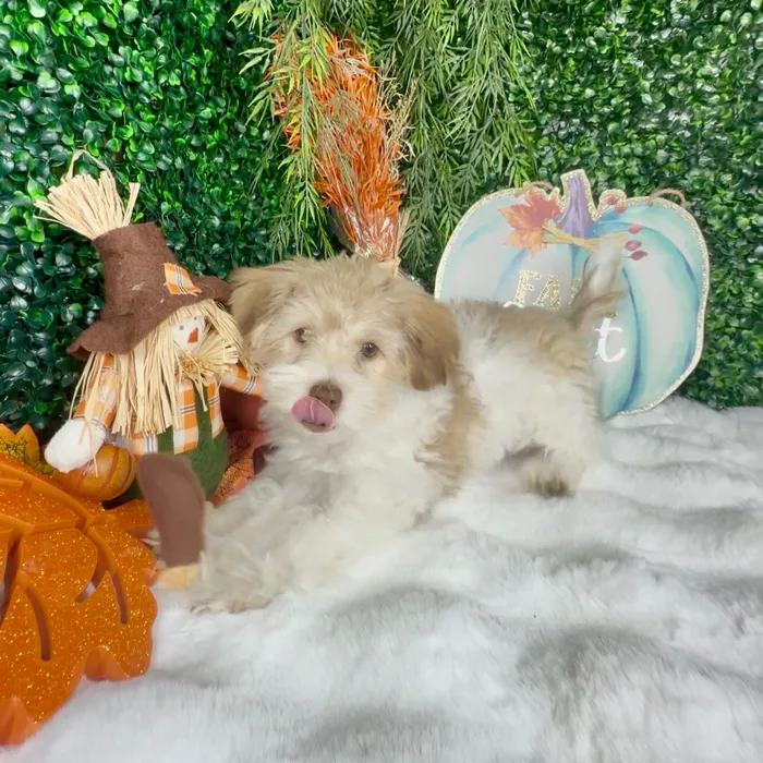 Male Havanese puppy named Biscoff for sale at Puppy Dreams - Denton.