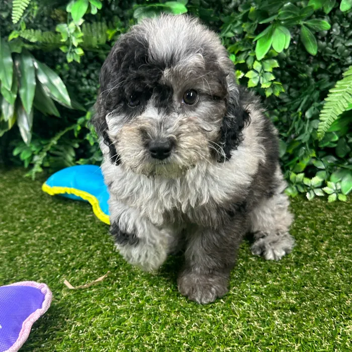 Female Mini Poodle puppy named Moose for sale at Puppy Dreams - Parks Mall.