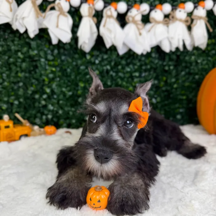 Female Mini Schnauzer puppy named Dior for sale at Puppy Dreams - Garland.