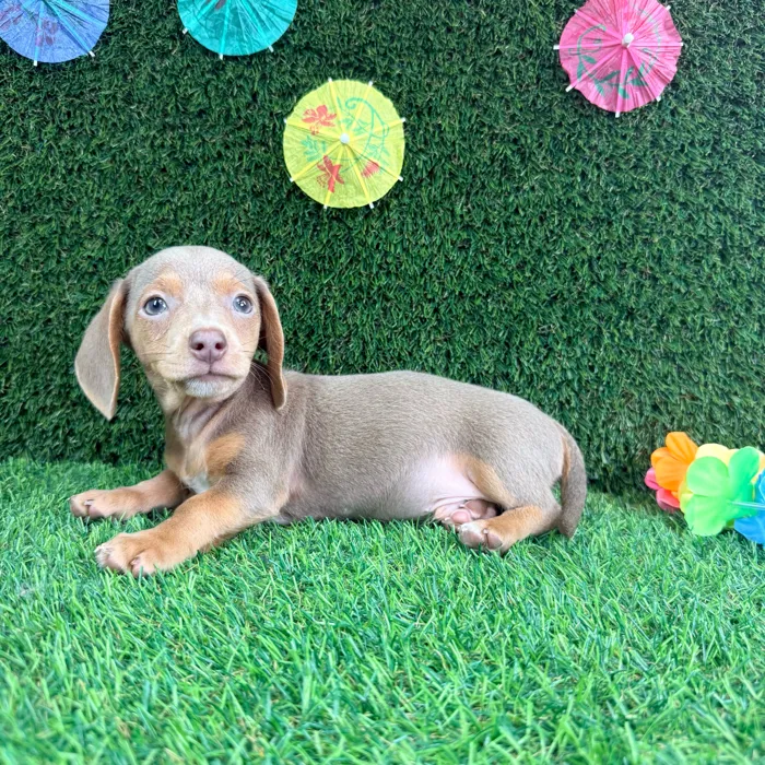 Male Dachshund puppy named Rocky for sale at Puppy Dreams - Carrollton.