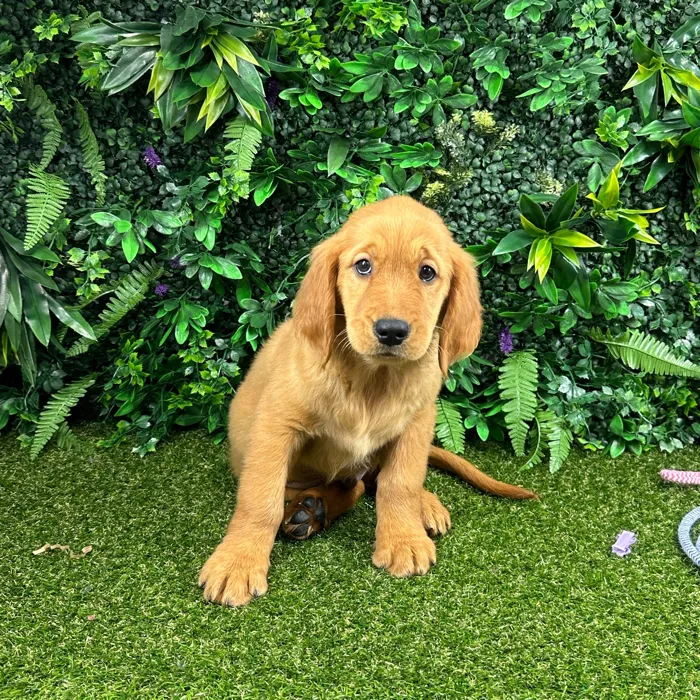 Male Golden Retriever puppy named Clifford for sale at Puppy Dreams - Parks Mall.