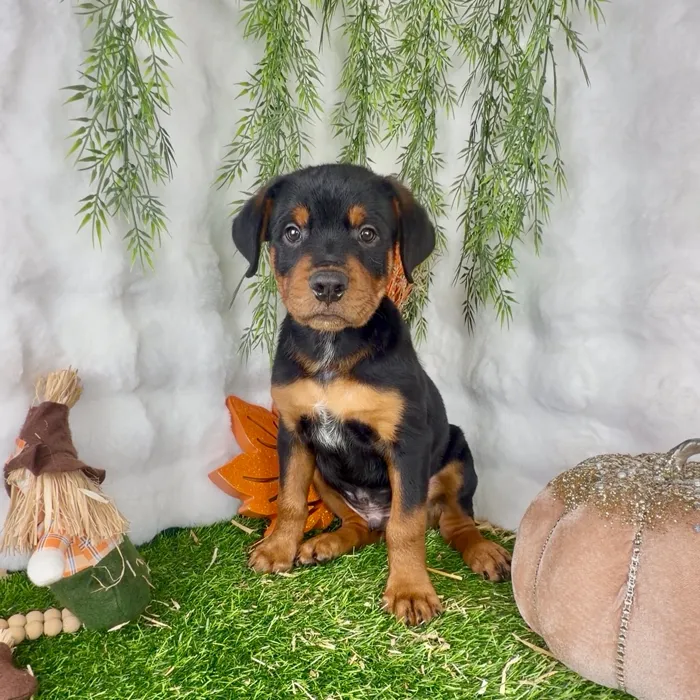 Male Rottweiler puppy named Kevin for sale at Puppy Dreams - Denton.