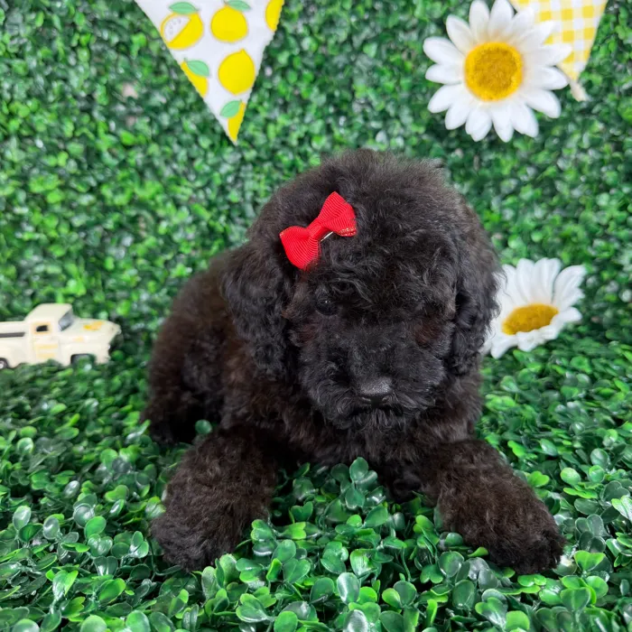 Female Toy Poodle puppy named Mia for sale at Puppy Dreams - North Richland Hills.