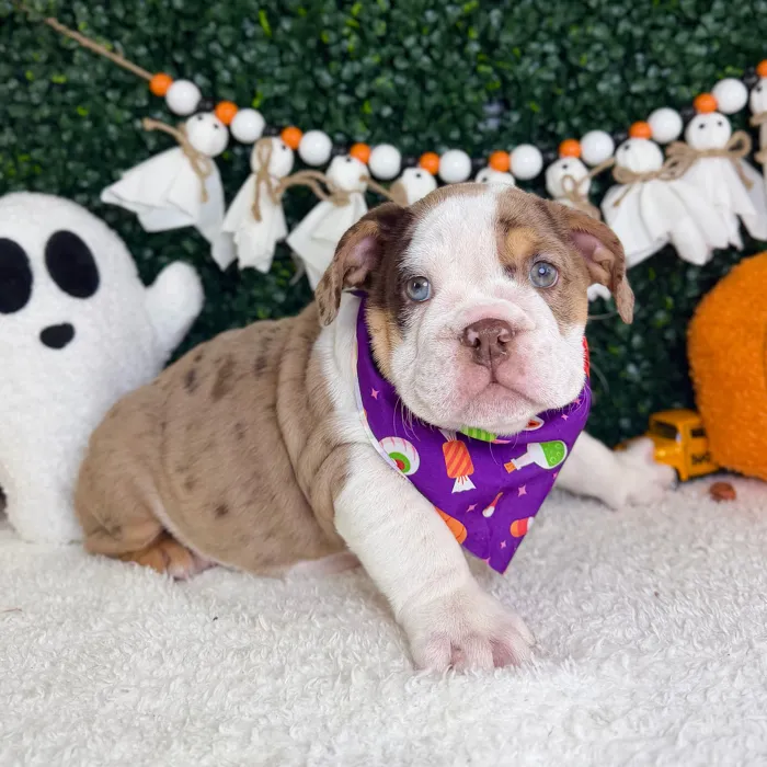 Female English Bulldog puppy named Sugar for sale at Puppy Dreams - Garland.