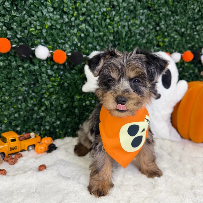Male Yorkie-Poo puppy named Bently for sale at Puppy Dreams - Garland.