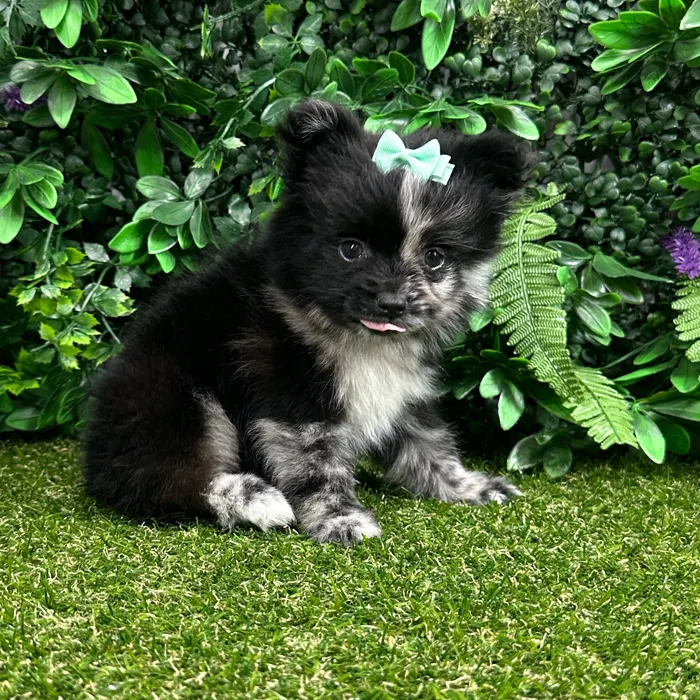 Female Pomeranian puppy named Sakura for sale at Puppy Dreams - Parks Mall.