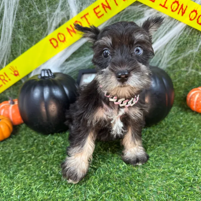 Female Mini Schnauzer puppy named Belle for sale at Puppy Dreams - Arlington.