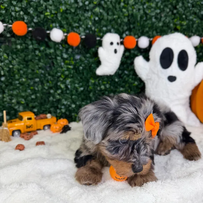 Female Yorkie-Poo puppy named Pearl for sale at Puppy Dreams - Garland.
