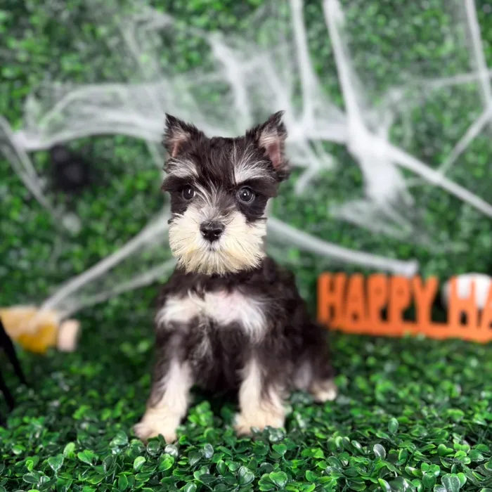 Male Mini Schnauzer puppy named Max for sale at Puppy Dreams - North Richland Hills.
