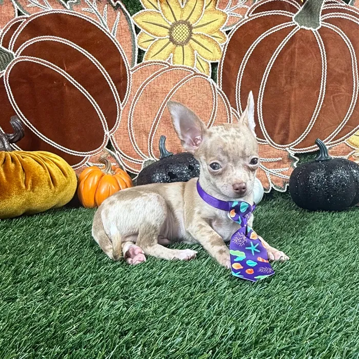 Male Chihuahua puppy named Chico for sale at Puppy Dreams - Carrollton.