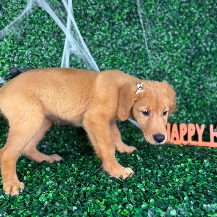 Female Golden Retriever puppy named Sugar for sale at Puppy Dreams - North Richland Hills.