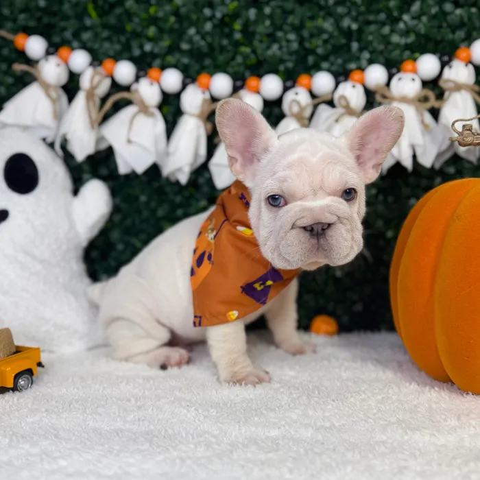 Male French Bulldog puppy named Koda for sale at Puppy Dreams - Garland.