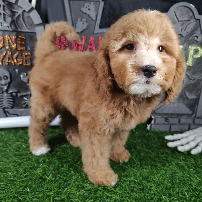 Male Mini Goldendoodle puppy named Shaggy for sale at Puppy Dreams - Mansfield.