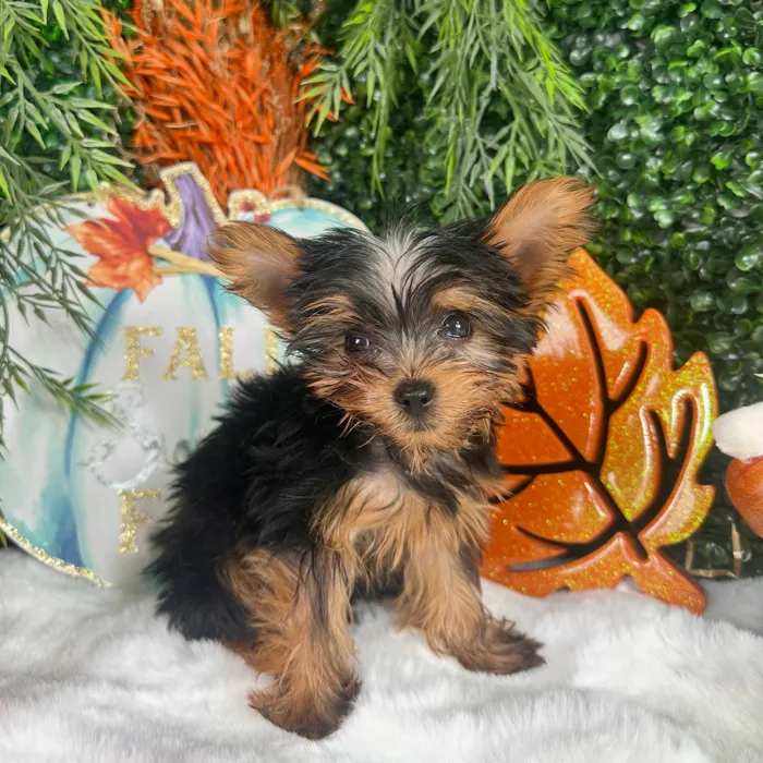 Male Yorkie puppy named Spooky for sale at Puppy Dreams - Denton.