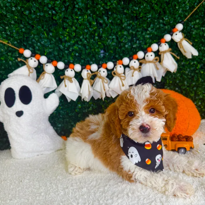 Male Mini Poodle puppy named Trick for sale at Puppy Dreams - Garland.