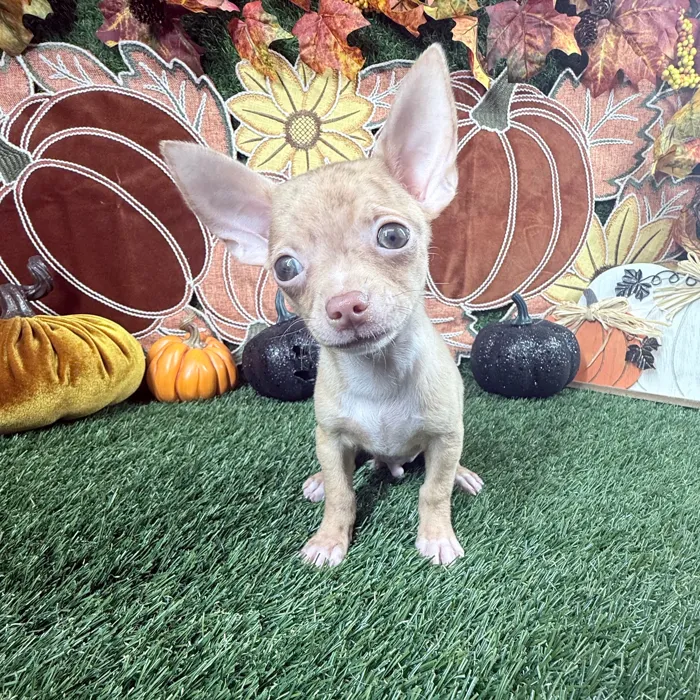 Male Chihuahua puppy named Tito for sale at Puppy Dreams - Carrollton.