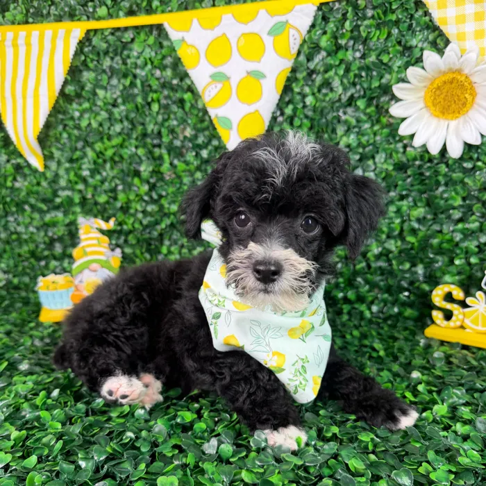 Male Poodle Toy puppy named Rex for sale at Puppy Dreams - North Richland Hills.