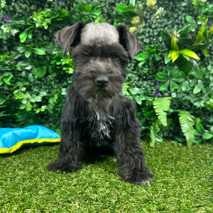 Male Mini Schnauzer puppy named Biscuit for sale at Puppy Dreams - Parks Mall.