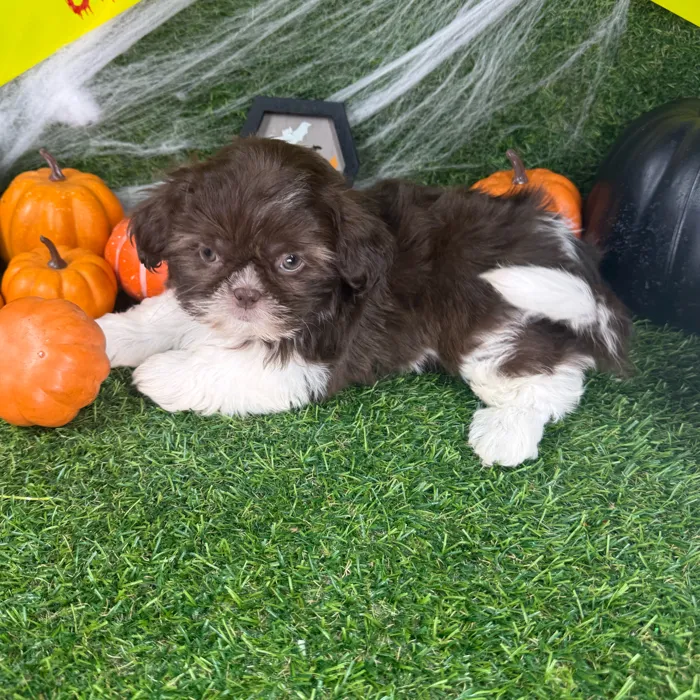 Female Shih Tzu puppy named Clover for sale at Puppy Dreams - Arlington.