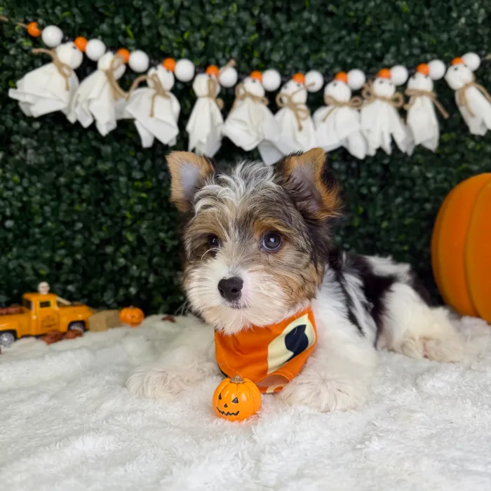Male Yorkie puppy named Bluey for sale at Puppy Dreams - Garland.