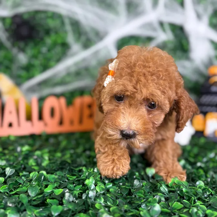 Female Mini Goldendoodle puppy named Baby for sale at Puppy Dreams - North Richland Hills.