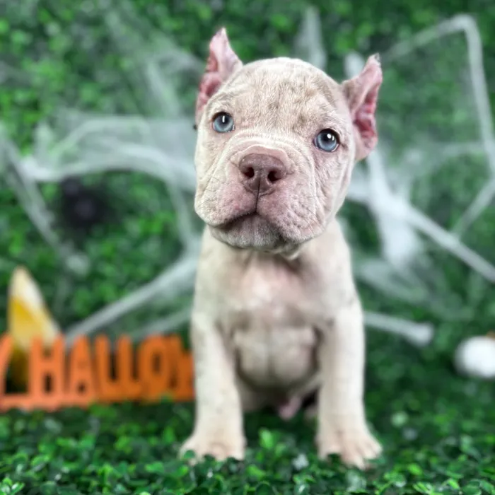 Male American Bully puppy named Atlas for sale at Puppy Dreams - North Richland Hills.