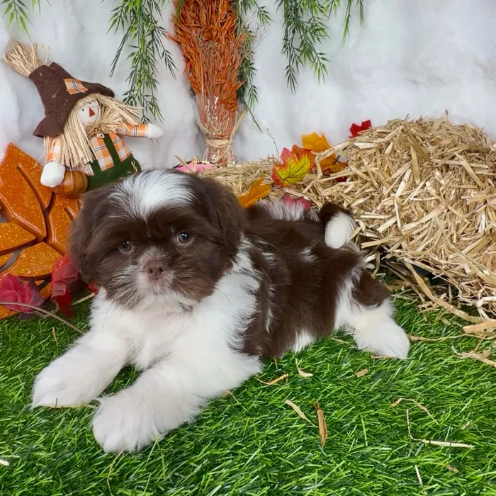 Male Shih Tzu puppy named Mazda for sale at Puppy Dreams - Denton.