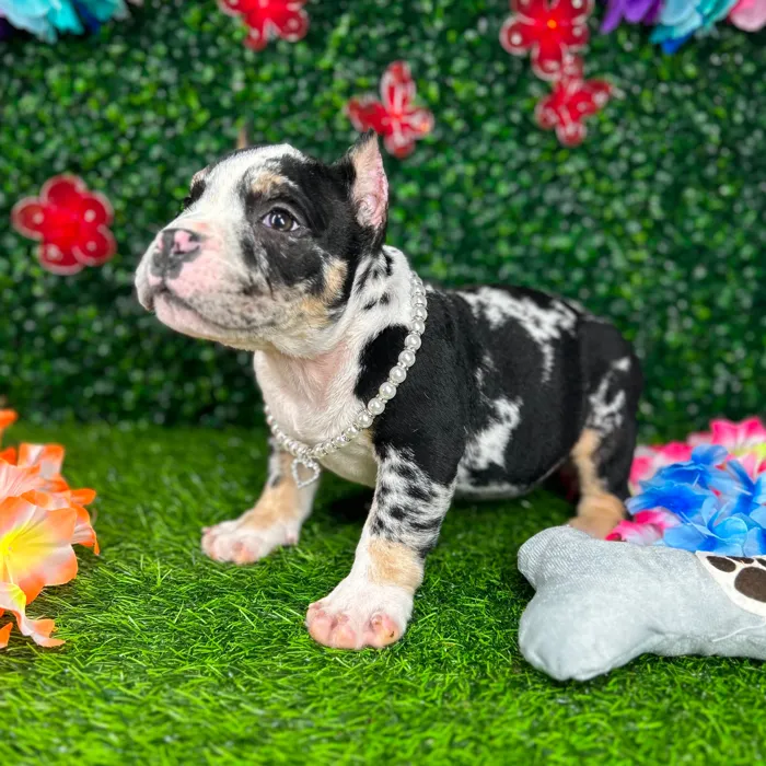 Female American Bully puppy named *Funyuns* for sale at Puppy Dreams - Mansfield.