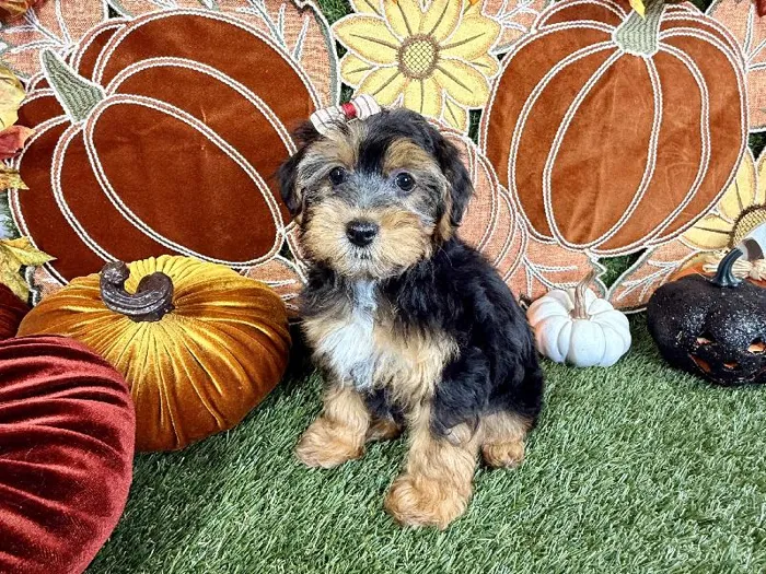 Female Yorkie-Poo puppy named Cookie for sale at Puppy Dreams - Carrollton.