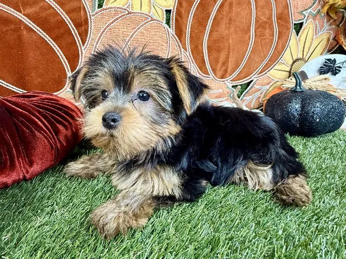 Male Yorkie puppy named Brownie for sale at Puppy Dreams - Carrollton.