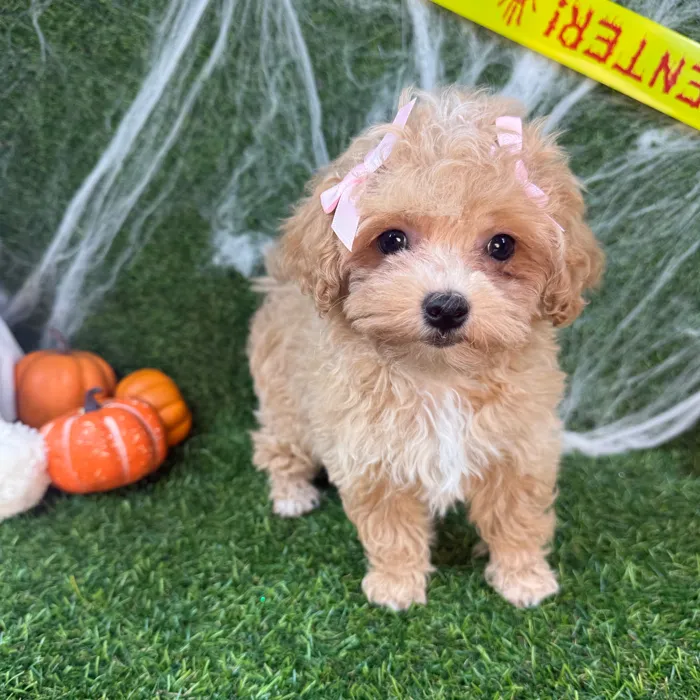 Female Maltipoo puppy named Cuddles for sale at Puppy Dreams - Arlington.