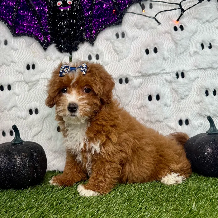 Female Mini Goldendoodle puppy named Ginger for sale at Puppy Dreams - Carrollton.