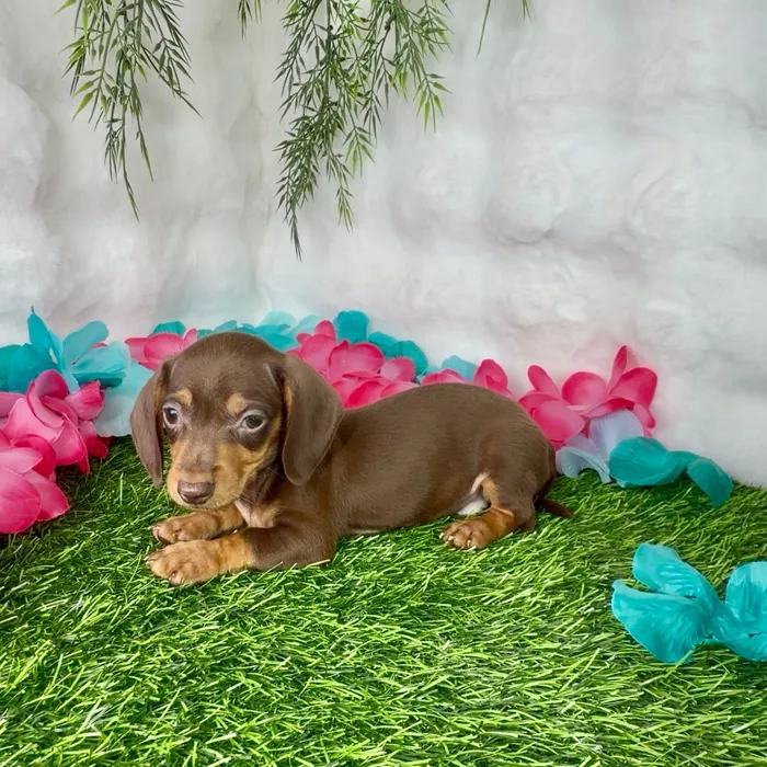 Male Dachshund puppy named Taffy for sale at Puppy Dreams - Denton.