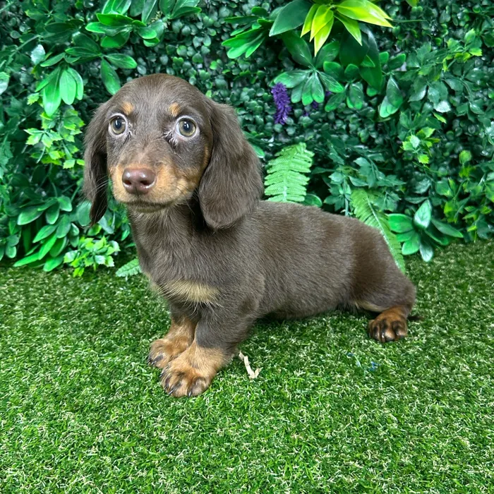 Female Dachshund puppy named Tessa for sale at Puppy Dreams - Parks Mall.