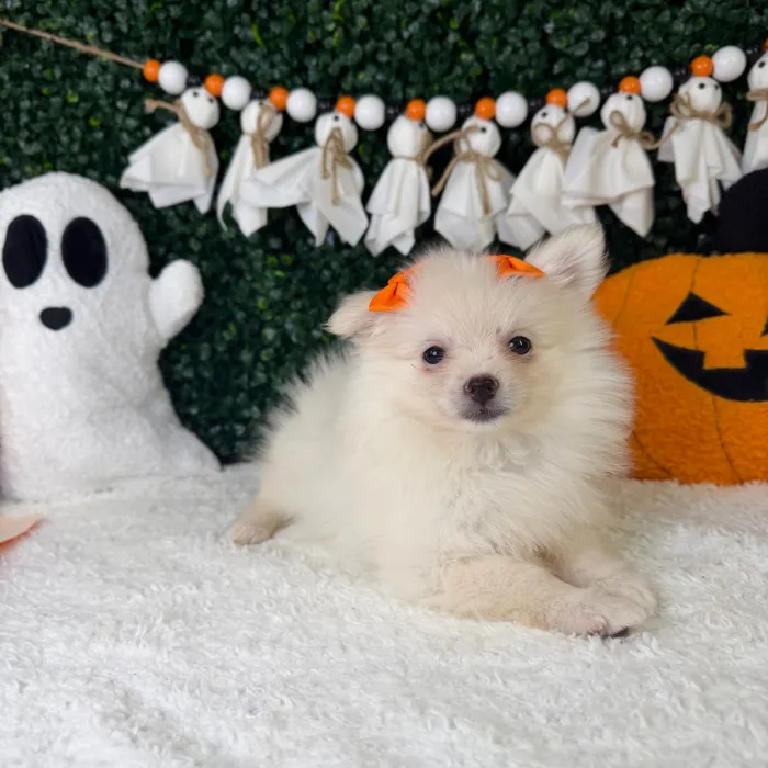 Female Pomeranian puppy named Marshmallow for sale at Puppy Dreams - Garland.